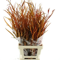 Eucalyp Klb Bs H% 70cm 200gram