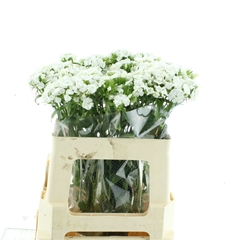Di Barb S Will White 55cm 23
