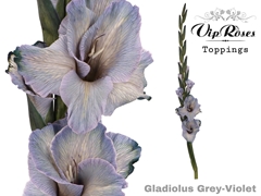 Glad Gr Violet