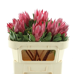 Protea Madiba 70cm