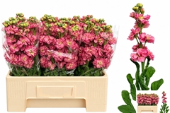 Matth St Antiqu Rose 58cm 13