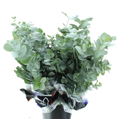 Euca Cinerea P Bunch 75cm 200gram