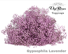 Gyps Pa Lavendel
