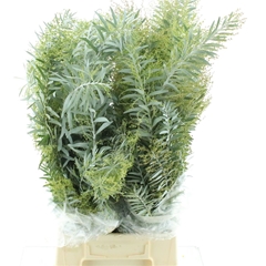 Decogroen Ov Bs 65cm 200gram