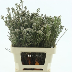 Kaaps Groen 50cm