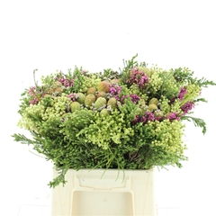 Protea Per Bunch 3 Punt 40cm