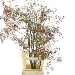 Rosa Corallo 150cm