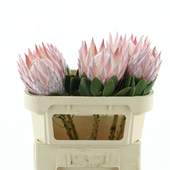 Protea Ov Per Piece 70cm
