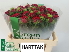 Di Barb S Will Red 56cm 23