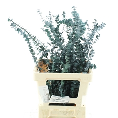 Droogbl Bewerkt H% 70cm 200gram
