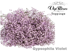 Gyps Pa Violet
