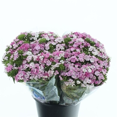 Di Barb Amazon Rose 55cm 24