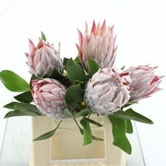 Protea Cynaroides 40cm