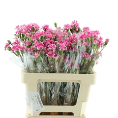 Di Tr Cherry Tessino 60cm 23