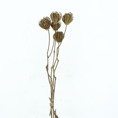 Dried Flowers 100 Gram 90cm