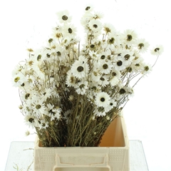 Dried Flowers 100 Gram 50cm