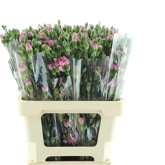 Di Tr Cosmocherry 60cm 23