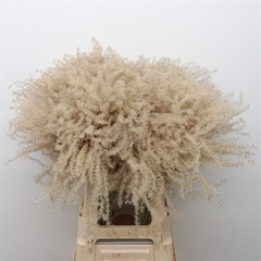 Xantorrhoea Ov P Bunch