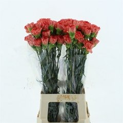 Di St Hermes Orange 70cm 24