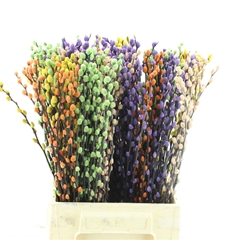 Salix Colortreated 50cm