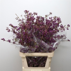 Callicarpa Bod Profu 70cm