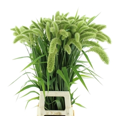 Seta Ital Volle Melk 80cm