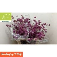 Callicarpa Bod Profu