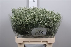 Lim Sin Clear Diamon 80cm 40gram