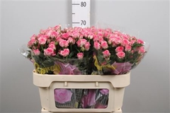 R Tr Tralala 70cm 75+