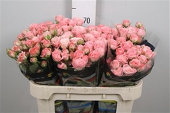 R Tr Madam Bombastic 70cm 55+
