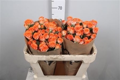 R Tr Ariya 70cm 55+