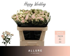 R Tr Happy Wedding 70cm 75+