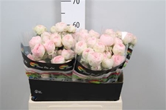 R Tr Mansfield Park 60cm 65+