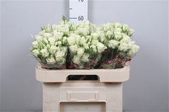 R Tr Snowflake 60cm 55+