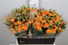 R Tr Orange Queen 60cm 55+
