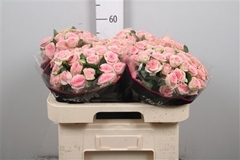 R Tr Fancy 60cm 65+