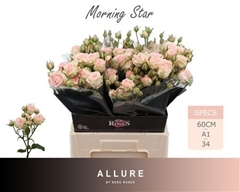 R Tr Morning Star 60cm 65+