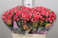R Tr Fireworks 60cm 65+