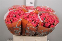 R Tr Chimo 60cm 65+