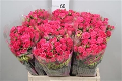 R Tr Lianne 60cm 55+
