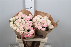 R Tr Good Mood 60cm 55+