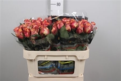 R Gr Wildfox 70cm