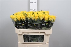 R Gr Moonwalk 70cm