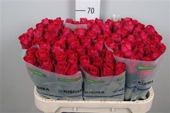 R Gr Madam Cerise 70cm