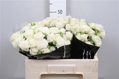R Tr Bridal Flow 50cm 45+