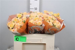 R Tr Sweet Chablis 50cm 55+