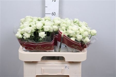 R Tr Snowflake 60cm 5+