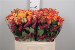 R Gr Downtown! 60cm