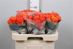 R Gr Orange Wave 60cm
