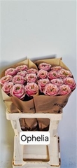 R Gr Ophelia 60cm
